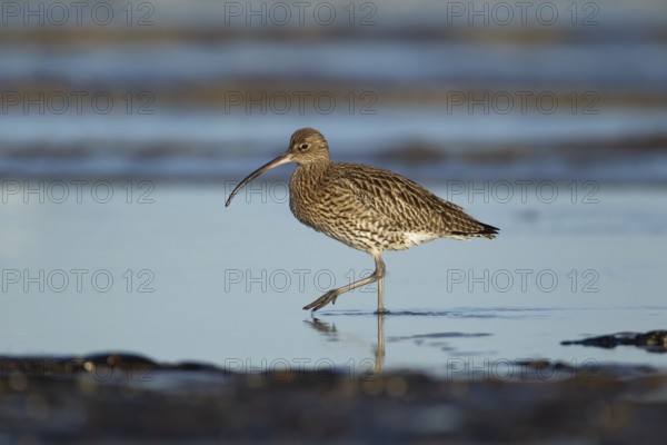 Eurasian curlew (Numenius arquata) adult wading bird walking in a coastal pool, Norfolk, England, United Kingdom