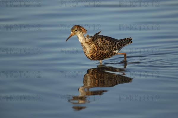 Ruff (Philomachus pugnax) adult wading bird in summer plumage in a shallow lagoon, RSPB Titchwell Marsh nature reserve, Norfolk, England, United Kingdom