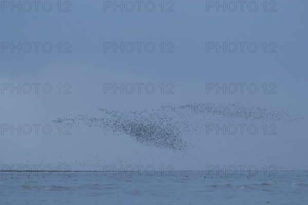 Red knot (Calidris canutus) adult wading birds flying at hide tide in a flock over the sea, RSPB Snettisham nature reserve, Norfolk, England, United KIngdom