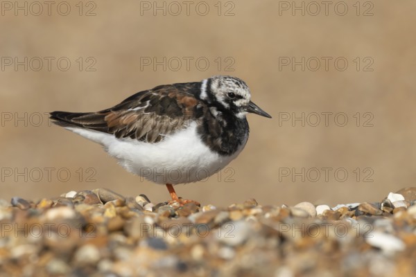 Ruddy turnstone (Arenaria interpres) adult wading bird in summer plumage on a beach, England, United Kingdom