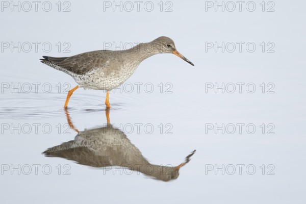 Common redshank (Tringa totanus) adult wading bird in a shallow lagoon, RSPB Titchwell nature reserve, Norfolk, England, United Kingdom