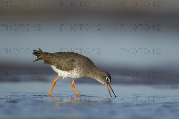 Common redshank (Tringa totanus) adult wading bird feeding in a shallow lagoon, RSPB Titchwell nature reserve, Norfolk, England, United Kingdom