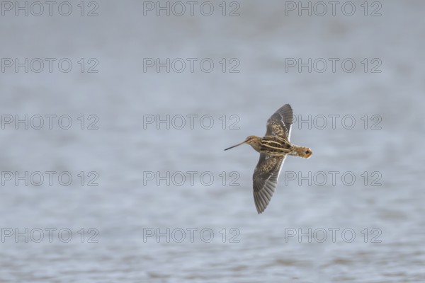 Common snipe (Gallinago gallinago) adult wading bird flying over a lake, Suffolk, England, United Kingdom