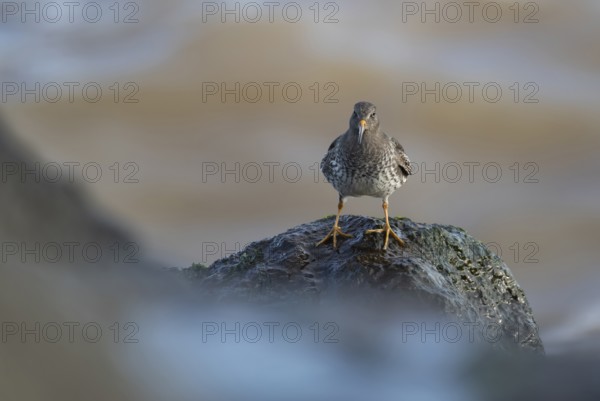 Purple sandpiper (Calidris maritima) adult wading bird on a rock in winter, Suffolk, England, United Kingdom
