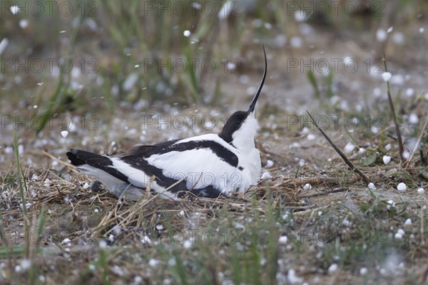 Pied avocet (Recurvirostra avosetta) adult wading bird sitting on a nest during a hail storm in spring, RSPB Minsmere nature reserve, Suffolk, England, United Kingdom