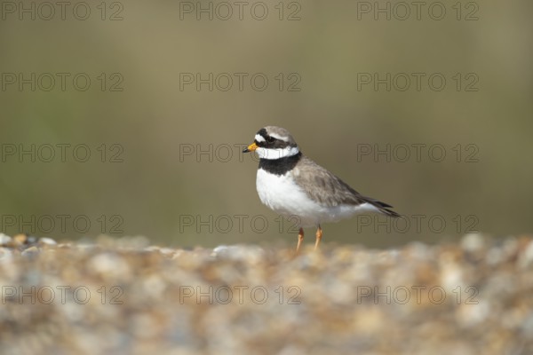 Ringed plover (Charadrius hiaticula) adult wading bird on a beach shingle bank, England, United Kingdom