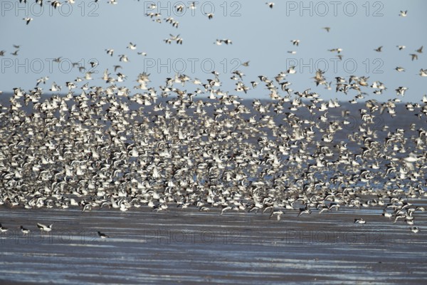 Red knot (Calidris canutus) and Eurasian oystercatcher (Haematopus ostralegus) adult wading birds flying in a flock over a beach, England, United Kingdom
