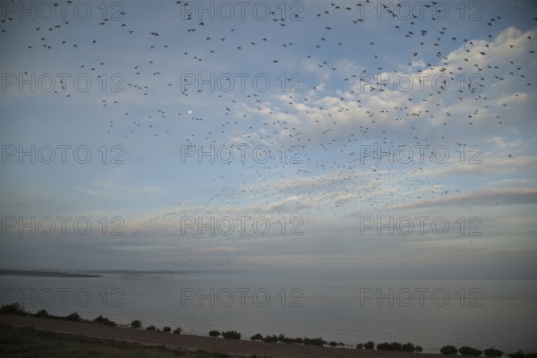 Red knot (Calidris canutus) flock of wading birds coming off The Wash at high tide to roost on inland lagoons, RSPB Snettisham, Norfolk, England, United KIngdom