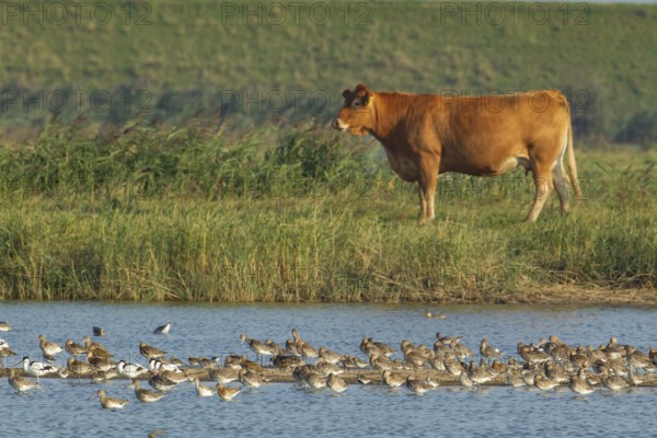 Black tailed godwit (Limosa limosa) adult wading birds on a shallow lagoon with a cow in the background, RSPB Frampton marsh nature reserve, Lincolnshire, England, United Kingdom