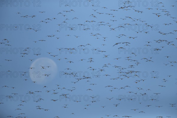 Red knot (Calidris canutus) adult wading birds in a flock in flight at hide tide with the moon in the background, RSPB Snettisham nature reserve, Norfolk, England, United KIngdom