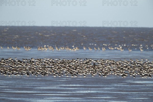 Eurasian oystercatcher (Haematopus ostralegus) adult wading birds in a flock on a beach, England, United Kingdom