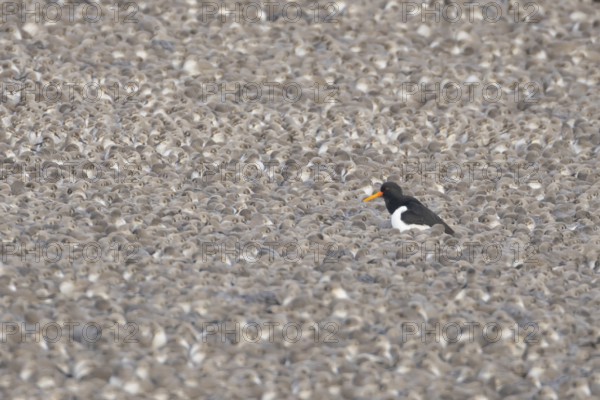 Eurasian oystercatcher (Haematopus ostralegus) adult wading bird amongst a flock of Red knot (Calidris canutus) at high tide on a lagoon bank, RSPB Snettisham nature reserve, Norfolk, England, United KIngdom