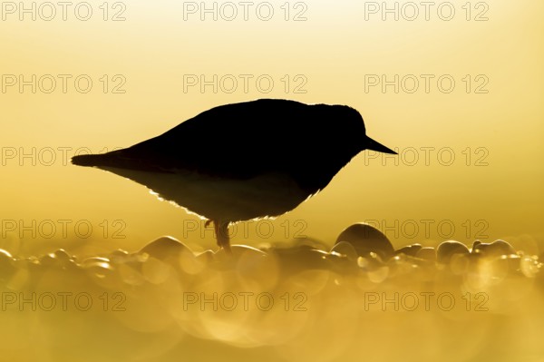 Ruddy turnstone (Arenaria interpres) adult wading bird on a beach silhouette at sunrise, England, United Kingdom