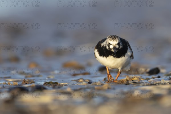 Ruddy turnstone (Arenaria interpres) adult wading bird in summer plumage on a beach, Norfolk, England, United Kingdom