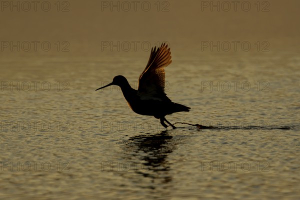 Spotted redshank (Tringa erythropus) adult wading bird taking off in flight from a shallow lagoon silhouette at sunset, RSPB Minsmere nature reserve, Suffolk, England, United Kingdom