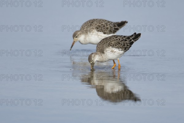 Ruff (Philomachus pugnax) two adult wading birds in winter plumage feeding in a shallow lagoon, RSPB Titchwell nature reserve, Norfolk, England, United Kingdom