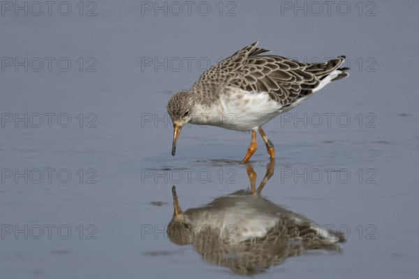 Ruff (Philomachus pugnax) adult wading bird in winter plumage feeding in a shallow lagoon, RSPB Titchwell nature reserve, Norfolk, England, United Kingdom