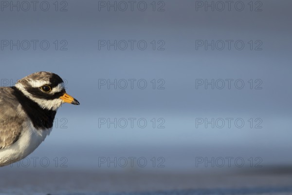 Ringed plover (Charadrius hiaticula) adult wading bird head portrait, Norfolk, England, United KIngdom