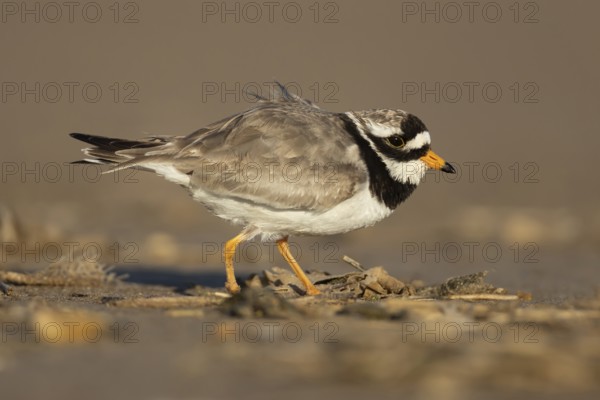 Ringed plover (Charadrius hiaticula) adult wading bird on a beach, Norfolk, England, United KIngdom
