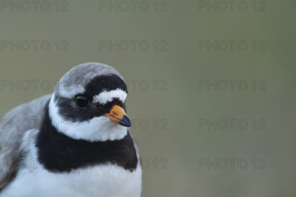 Ringed plover (Charadrius hiaticula) adult wading bird head portrait, Suffolk, England, United KIngdom