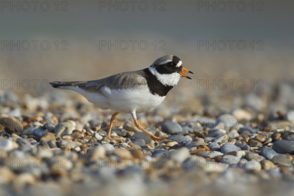 Ringed plover (Charadrius hiaticula) adult wading bird calling on a shingle beach, Norfolk, England, United Kingdom