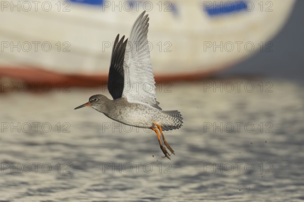 Common redshank (Tringa totanus) adult wading bird taking off in flight, Norfolk, England, United Kingdom