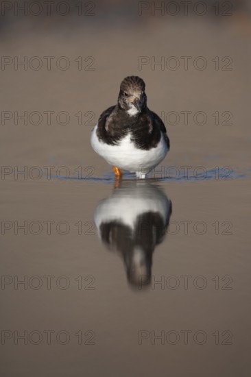 Ruddy turnstone (Arenaria interpres) adult wading bird in winter plumage in a coastal lagoon, England, United Kingdom