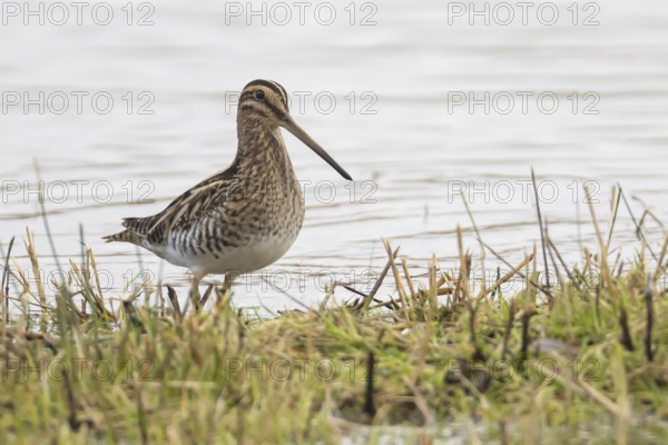 Common snipe (Gallinago gallinago) adult wading bird on grass next to a lake, Suffolk, England, United Kingdom