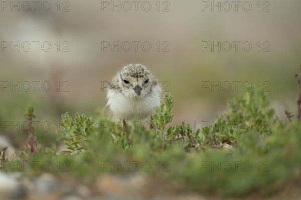 Ringed plover (Charadrius hiaticula) juvenile baby wading bird amongst vegetation on a beach, Suffolk, England, United Kingdom