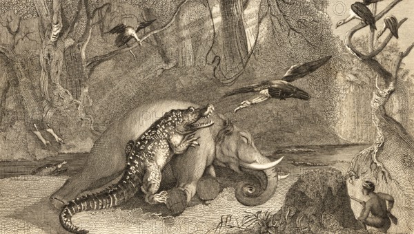 The dead elephant, young animal, crocodile with open mouth, hunter with rifle, kill, eat, vulture, forest, nature, wildlife, tropical vegetation, steel engraving, historical illustration 1834