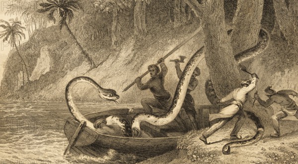 Men fighting with a giant snake, tropics, shore, fantasy picture, lake, monster, four men, axe, oar, knife, punching, stabbing, despair, life, death, rowing boat, steel engraving, historical illustration 1834
