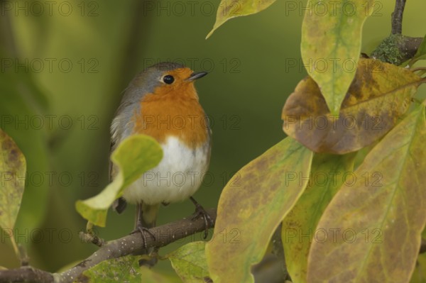 European robin (Erithacus rubecula) adult garden bird in a magnolia tree with autumn colour leaves, Suffolk, England, United Kingdom