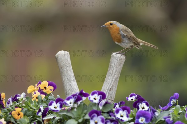 European robin (Erithacus rubecula) adult garden bird on a pair of shears handle in a plant pot with pansy and viola flowers in spring, Suffolk, England, United Kingdom