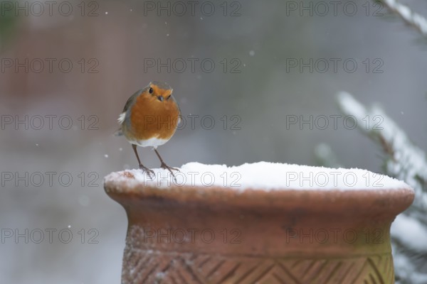 European robin (Erithacus rubecula) adult garden bird on a snow covered plant pot in winter, Suffolk, England, United Kingdom
