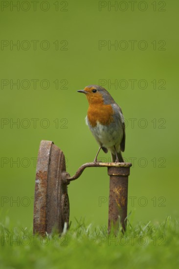 European robin (Erithacus rubecula) adult garden bird on a metal iron on a grass lawn in spring, Norfolk, England, United Kingdom