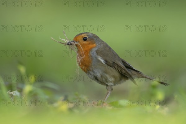 European robin (Erithacus rubecula) adult garden bird collecting nesting material in its beak in spring, Suffolk, England, United Kingdom