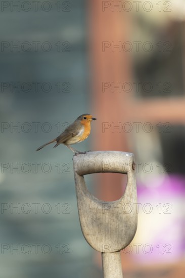 European robin (Erithacus rubecula) adult garden bird on a fork handle with a shed in the background in spring, Suffolk, England, United Kingdom