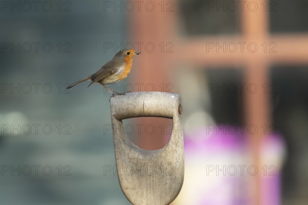 European robin (Erithacus rubecula) adult garden bird on a fork handle with a shed in the background in spring, Suffolk, England, United Kingdom