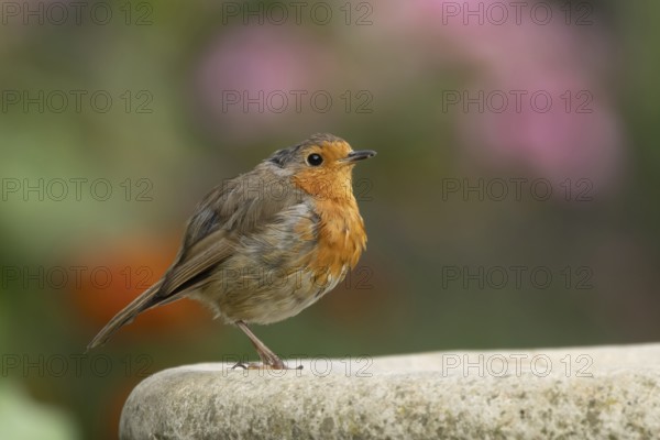 European robin (Erithacus rubecula) adult garden bird on a bird bath in summer, Suffolk, England, United Kingdom