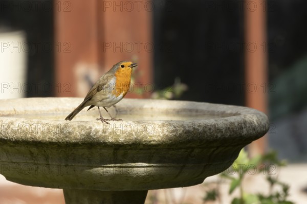 European robin (Erithacus rubecula) adult garden bird singing on a bird bath in spring, Suffolk, England, United Kingdom