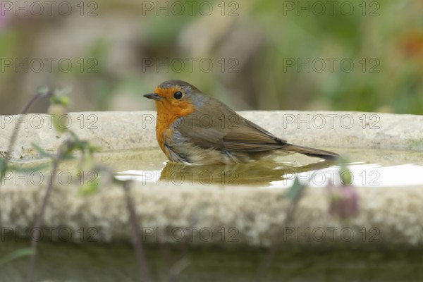 European robin (Erithacus rubecula) adult garden bird bathing in a bird bath in spring, Suffolk, England, United Kingdom