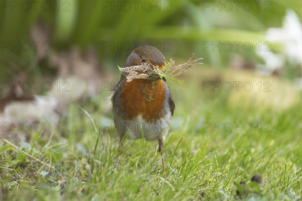 European robin (Erithacus rubecula) adult garden bird collecting nesting material from a grass lawn in spring, Suffolk, England, United Kingdom