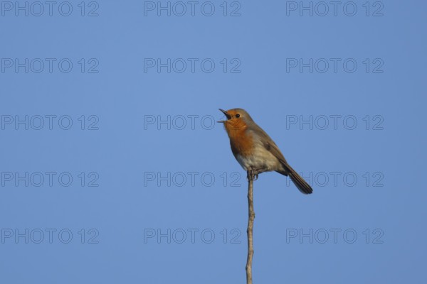 European robin (Erithacus rubecula) adult garden bird singing on a tree branch in spring, Suffolk, England, United Kingdom