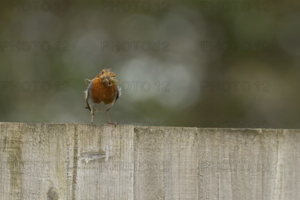 European robin (Erithacus rubecula) adult garden bird with nesting material in its beak on a fence in spring, Suffolk, England, United Kingdom