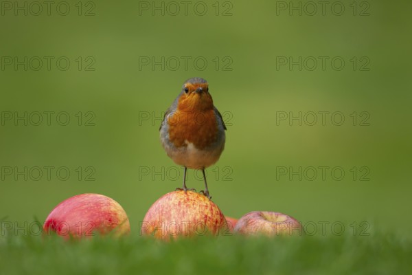 European robin (Erithacus rubecula) adult garden bird on apples fruit on a grass lawn, England, United Kingdom