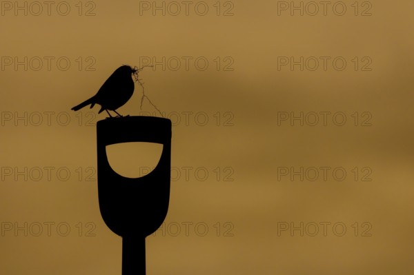 European robin (Erithacus rubecula) adult garden bird on a fork handle with nesting material in its beak silhouette at sunrise in spring, Suffolk, England, United Kingdom