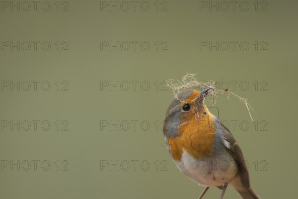 European robin (Erithacus rubecula) adult garden bird with nesting material in its beak in spring, Suffolk, England, United Kingdom