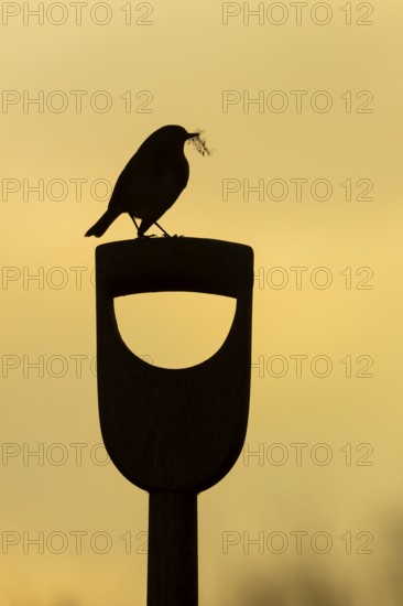 European robin (Erithacus rubecula) adult garden bird on a fork handle with nesting material in its beak silhouette at sunrise in spring, Suffolk, England, United Kingdom