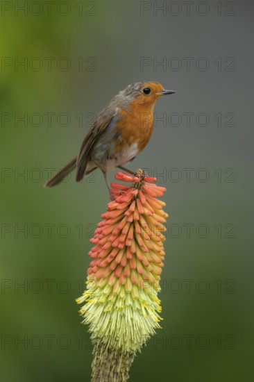 European robin (Erithacus rubecula) adult garden bird on a Red hot poker plant flower spike in summer, Suffolk, England, United Kingdom