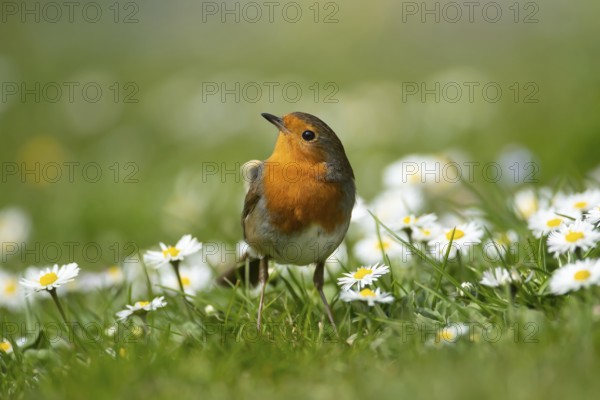 European robin (Erithacus rubecula) adult garden bird on a grass lawn with daisy flowers in spring, Suffolk, England, United Kingdom
